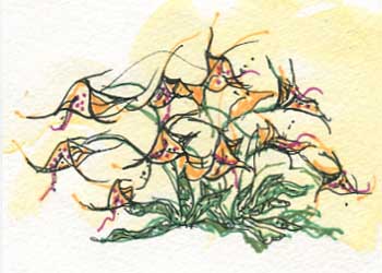 "Orchids" by Jacki Martindale, Sun Prairie WI - Watercolor & Ink